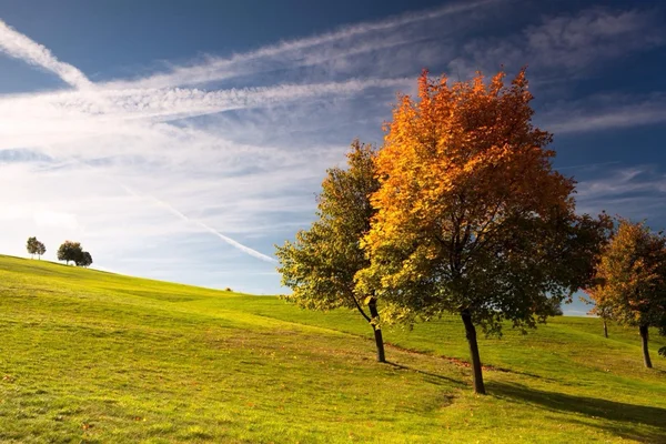 Golf, campo, campo da golf, sport, albero, solitario, vuoto, nessuno, fairway, golfista, verde, erba, colline, autunno — Foto Stock