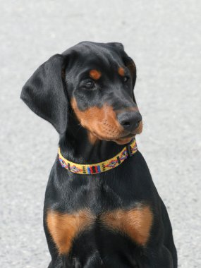 tipik dobermann köpek yavrusu