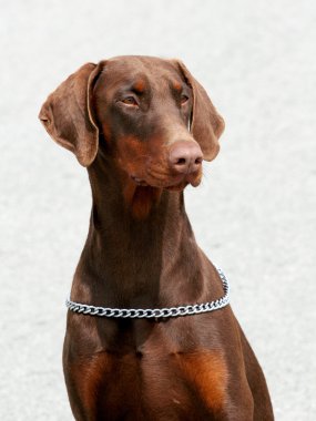 dobermann portresi
