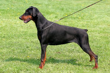 dobermann portresi