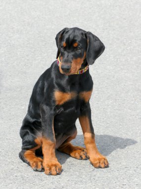 tipik dobermann köpek yavrusu