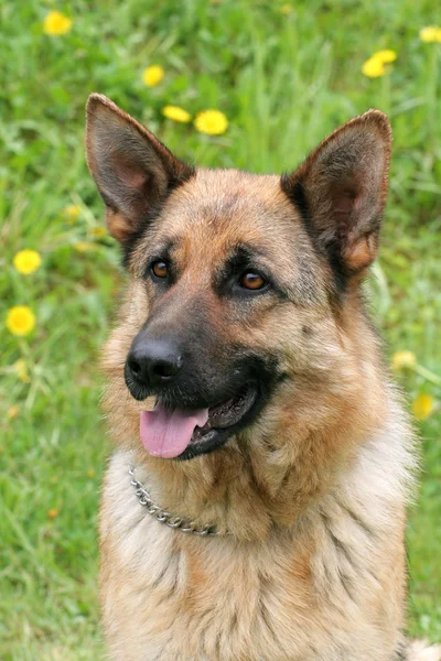 Perro pastor alemán en un jardín —  Fotos de Stock