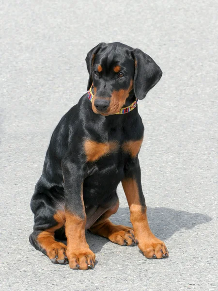 Typische dobermann pup — Stockfoto