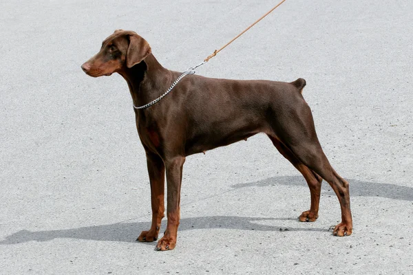 Typisch Dobermann braun — Stockfoto