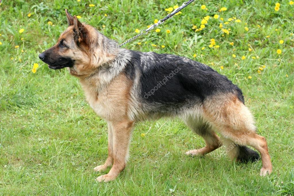 Chien De Berger Allemand à Poil Court Dans Un Jardin