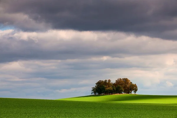 Arbres, colline, paysage, paysage, coucher de soleil, idyllique, vide, personne, automne, maïs, champ, agriculture, plante — Photo