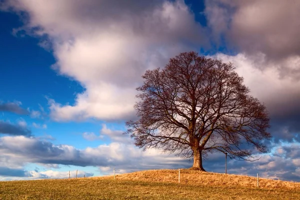 Nature, landcape, field, agriculture, blue, sky, plant, tree, corn, storm, rain, oak, memorable oak, autumn — стоковое фото