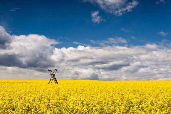 Natur, Landschaft, Feld, Blumen, Landwirtschaft, blau, Himmel, Pflanze, Raps, gelb, Jagd, Jägerturm — Stockfoto