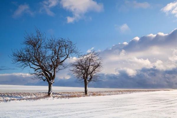 Landskab, vinter, sne, storm, snestorm, kulde, frossen, solrig, træer, vej, tom, ingen - Stock-foto