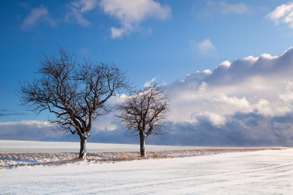 Paysage, hiver, neige, tempête, tempête de neige, froid, gelé, ensoleillé, arbres, route, vide, personne — Photo