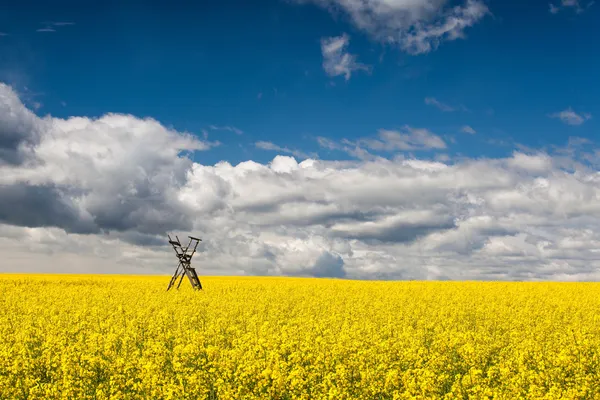 Hunting tower on the rape field — Stock Photo, Image