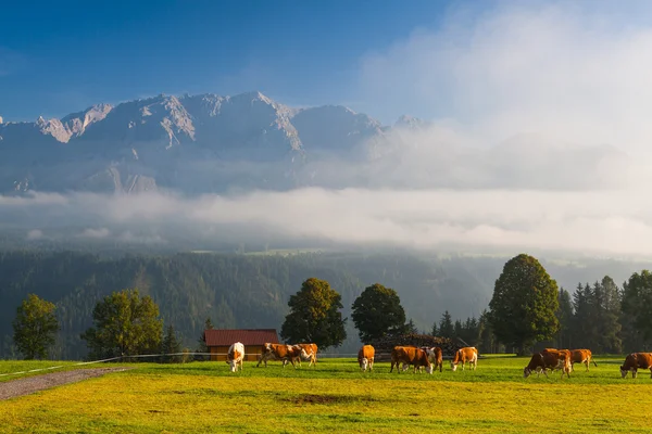 En el pasto en la niebla de la mañana —  Fotos de Stock