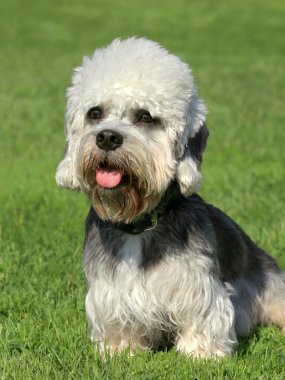 Dandie dinmont korkunç bir yeşil çim çim üzerinde