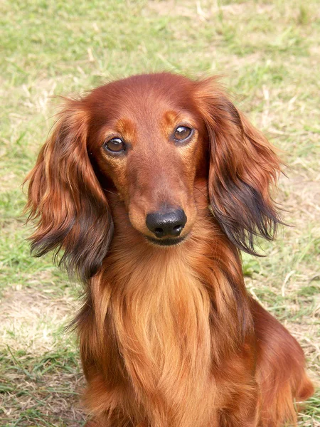 Porträtt av dashund hund — Stockfoto