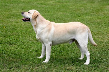 labrador retriever portresi 