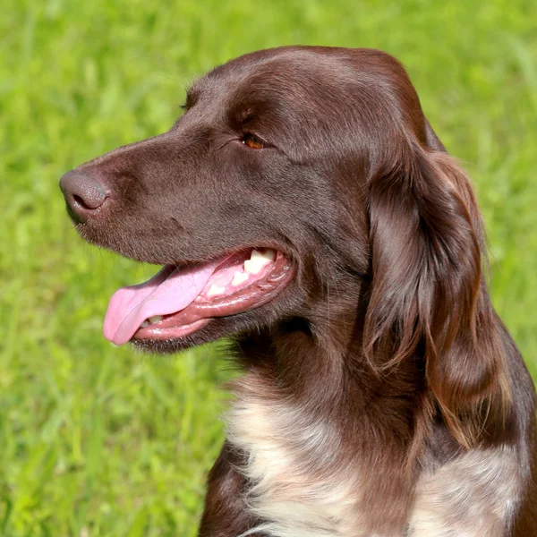 Retrato de Pequeno Munsterlander Apontando Cão — Fotografia de Stock