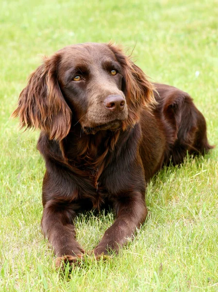 Porträtt av tyska spaniel hund — Stockfoto