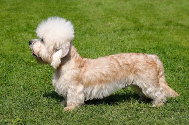 dandie dinmont korkunç bir bahçede portresi