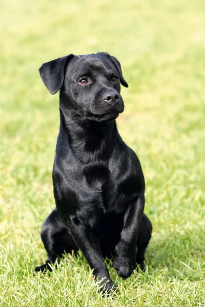 Retrato de Patterdale Terrier em um jardim — Fotografia de Stock