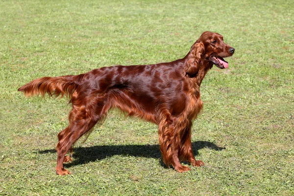 Irish setter on a green grass lawn — Stock Photo, Image