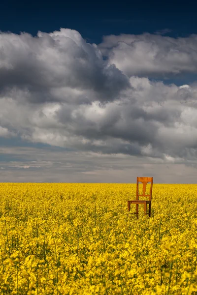 Einsamer Stuhl auf dem leeren Rapsfeld — Stockfoto