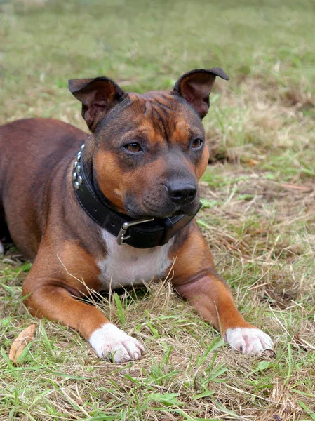 Detalhe do cachorro Staffordshire Bull Terrier — Fotografia de Stock