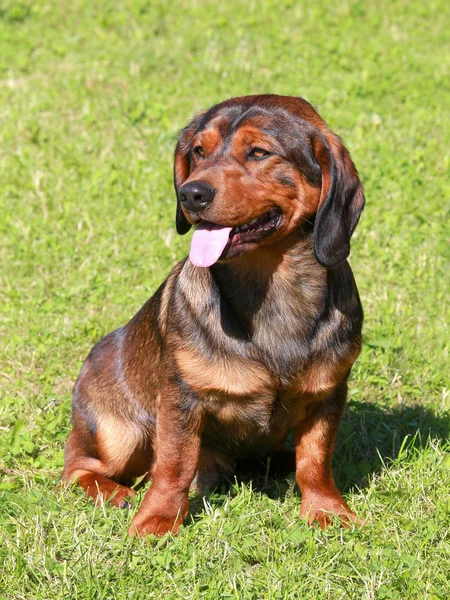 Porträtt av en ung alpina dachsbracke hund — Stockfoto