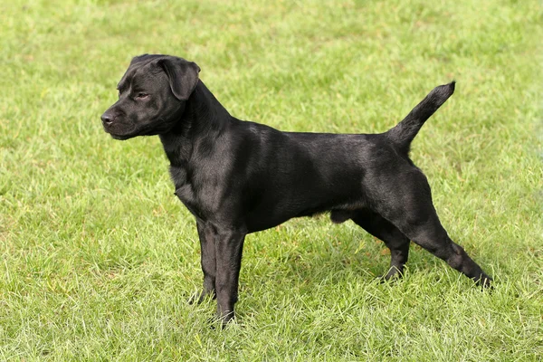 Porträt eines jungen Patterdale Terriers in einem Garten — Stockfoto