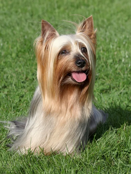 Porträtt av australiska silky terrier i en sommarträdgård — Stockfoto