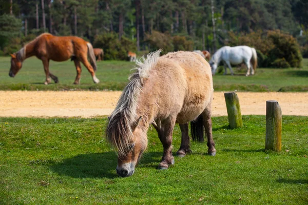 New forest Ulusal Parkı içinde tipik vahşi pony — Stok fotoğraf