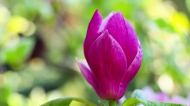 Pembe manolya ağacı çiçeği