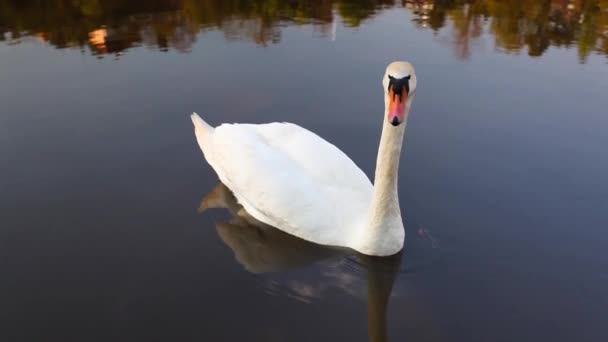 Cisne solitario y elegante — Vídeos de Stock