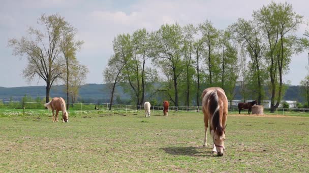 Beaux chevaux sur le pâturage printanier 