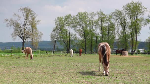 Piękne konie na pastwisku wiosna — Wideo stockowe