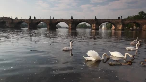 Вид с Карлова моста — стоковое видео