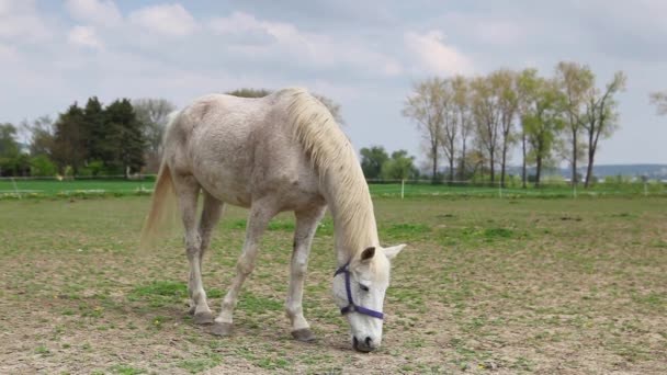 Caballo blanco en el rancho — Vídeos de Stock