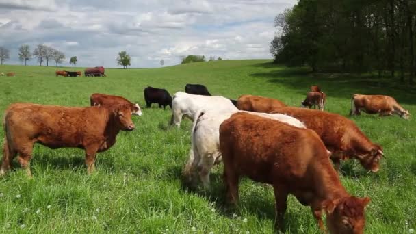 Стадо корів — стокове відео