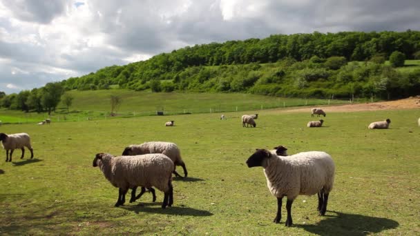 The herd of sheep — Stock Video