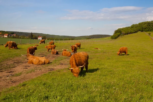 The herd of aberdeen angus on spring meadow — Stock Photo, Image