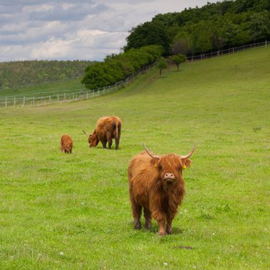 aberdeen angus sürüsü bahar çayır üzerinde