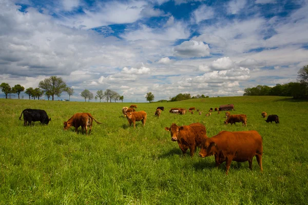 The herd of cows on spring meadow — Stock Photo, Image