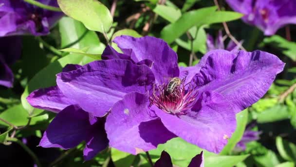 Abelha de mel em clematis florescendo violeta — Vídeo de Stock