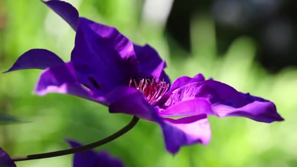 Powojnik fioletowy w kwitnące — Wideo stockowe