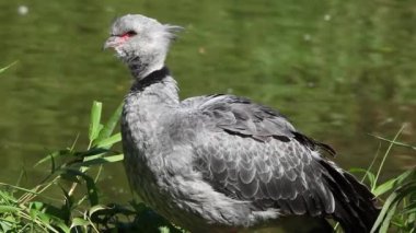 Güney screamer portresi