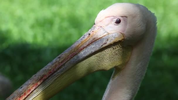 Detail of white pelican bird — Stock Video