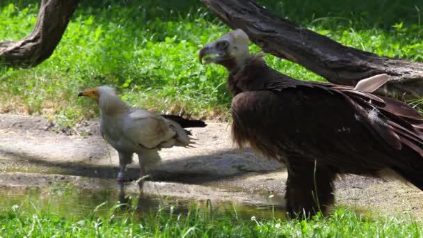 Vautour et vautour égyptien sous l'arbre 