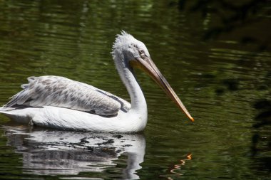 Dalmaçyalı pelican balık su