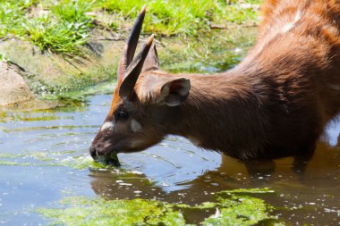 Antelope Sitatunga eats water algae in the small lake clipart