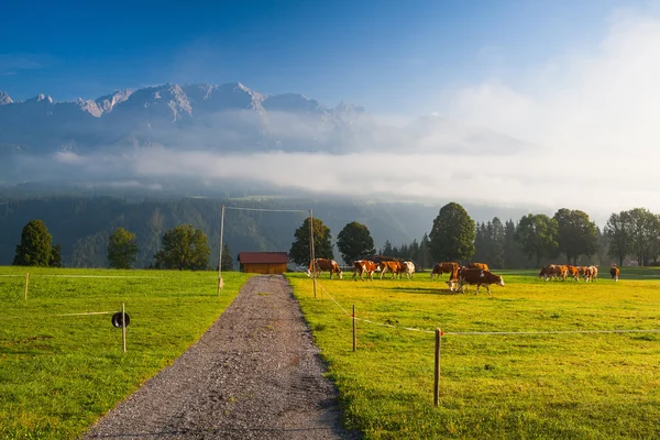 On pasture in the morning mist — Stock Photo, Image