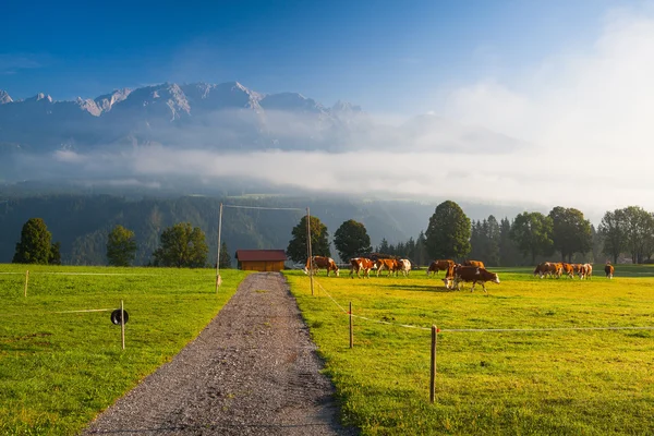 En el pasto en la niebla de la mañana — Foto de Stock